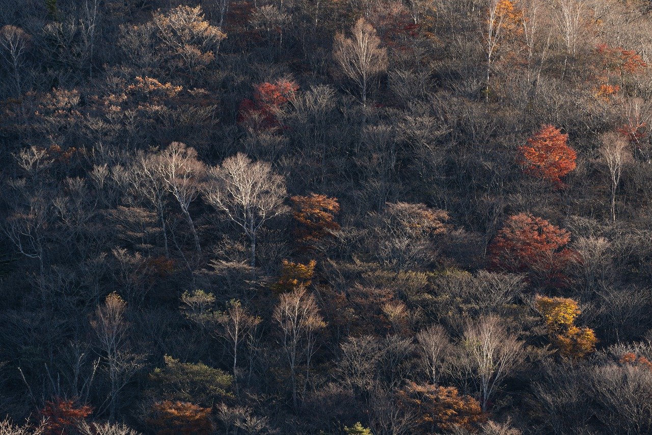 The Importance of Forest Conservation in Sustainable Living